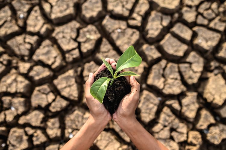 Sustainable Carbon Solutions