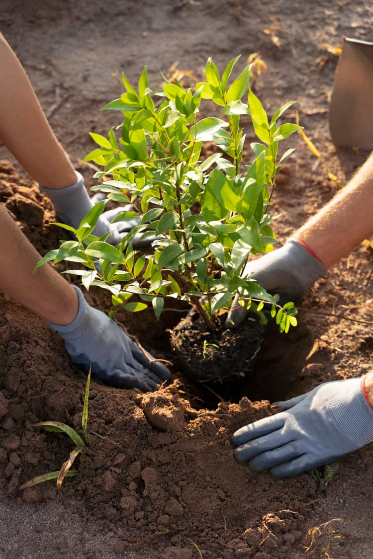 Sustainable Carbon Solutions