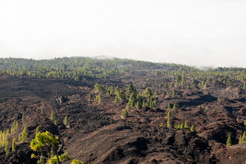 500,000+ Hectares Restoration Over Multiple Phases